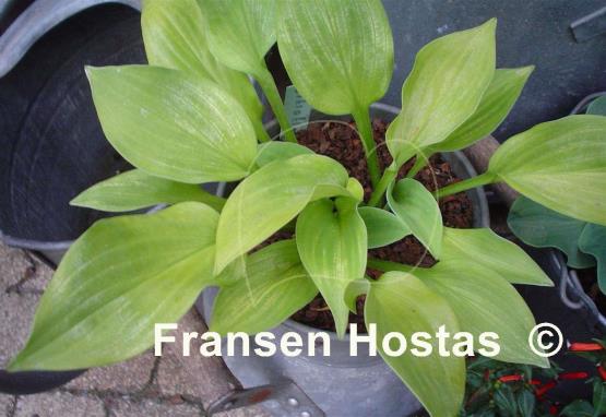 Hosta Citratini