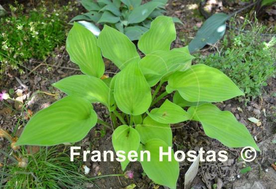 Hosta Citratini