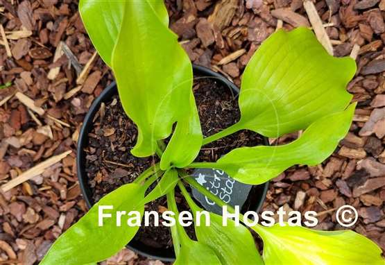 Hosta Citric Star