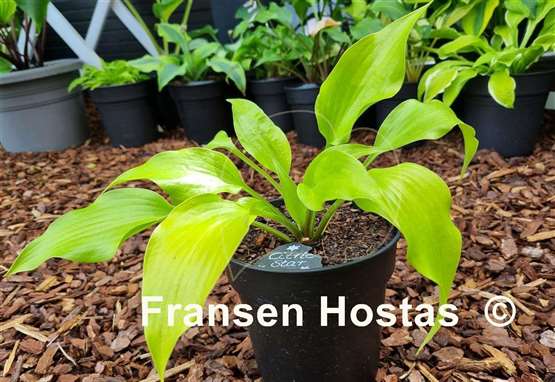 Hosta Citric Star