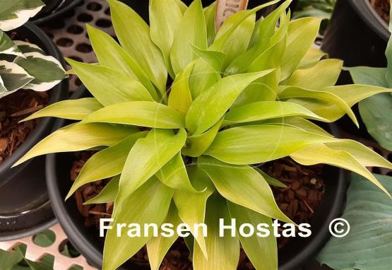 Hosta Citric Star