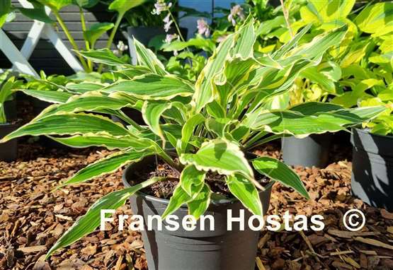 Hosta City Dog