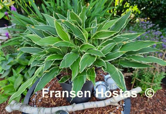Hosta City Dog