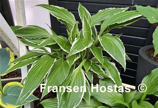 Hosta City Dog