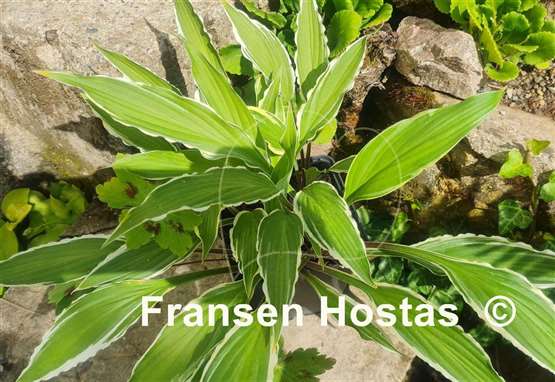 Hosta City Dog