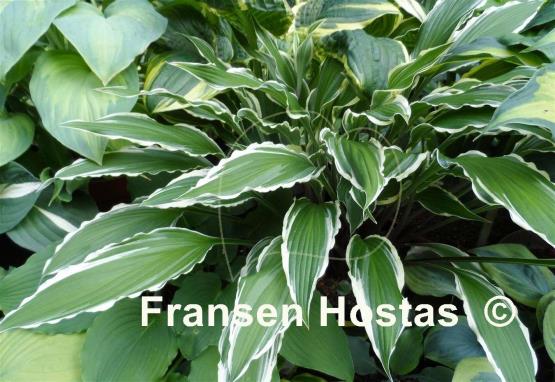 Hosta City Dog
