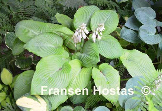 Hosta City Lights
