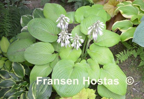 Hosta City Lights