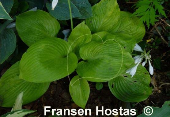 Hosta City Lights