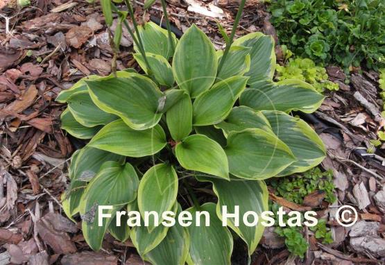 Hosta Class Act
