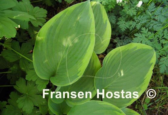 Hosta Class Act