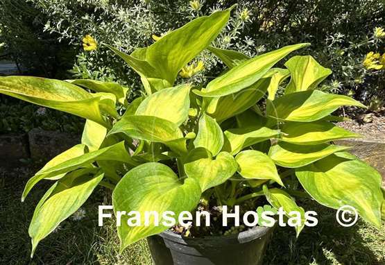 Hosta Claudia A