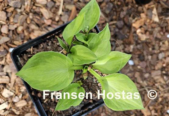 Hosta Claudia A