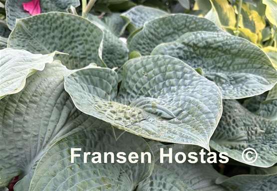 Hosta Clear Fork River Valley