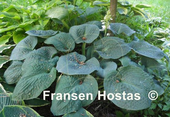 Hosta Clear Fork River Valley