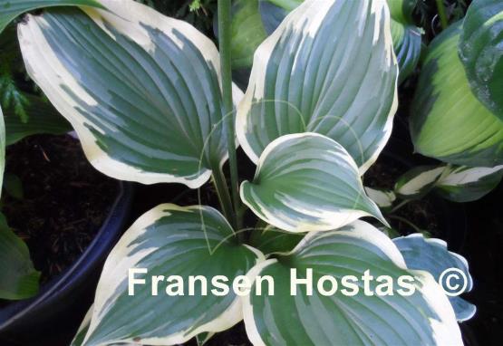 Hosta Cleopatra
