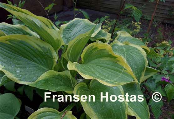Hosta Cleopatra