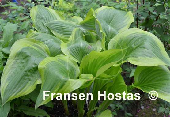 Hosta Cleopatra