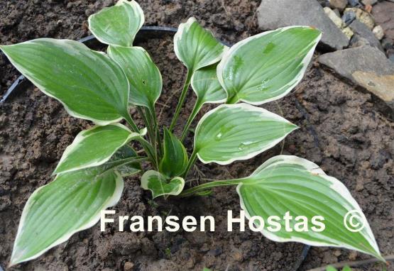 Hosta Cleopatra