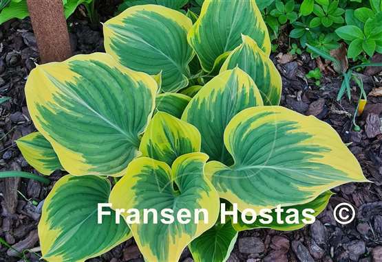 Hosta Clifford's Forest Fire