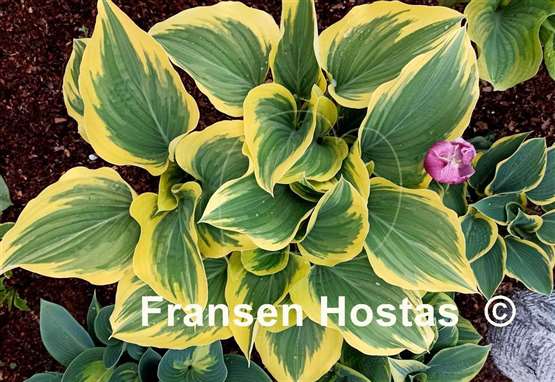 Hosta Clifford's Forest Fire