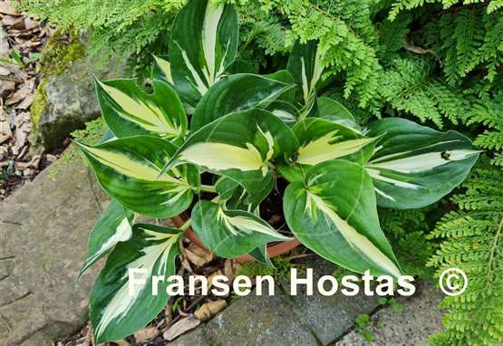 Hosta Clifford's Stingray