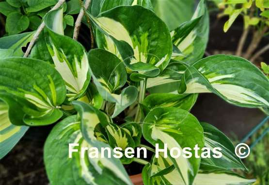 Hosta Clifford's Stingray