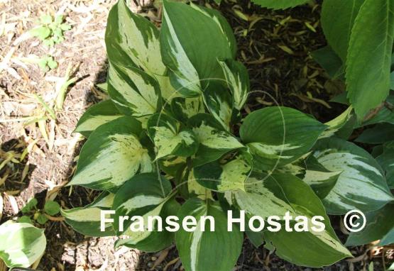 Hosta Clifford's Comet