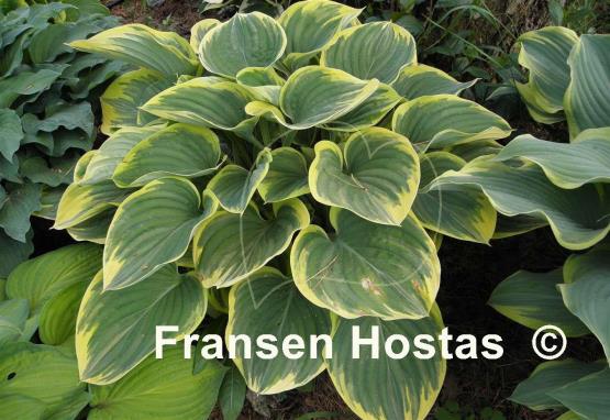 Hosta Clifford's Forest Fire