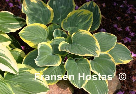 Hosta Clifford's Forest Fire