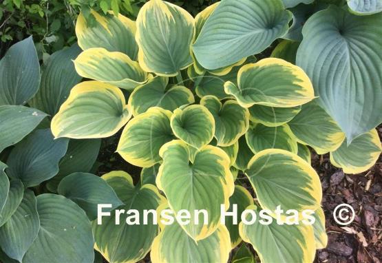 Hosta Clifford's Forest Fire