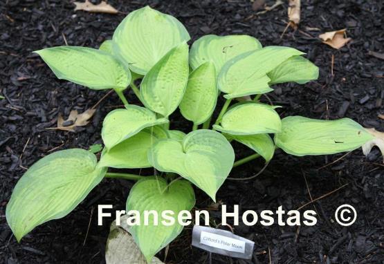Hosta Clifford's Polar Moon