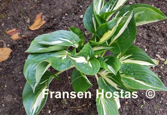 Hosta Clifford's Stingray