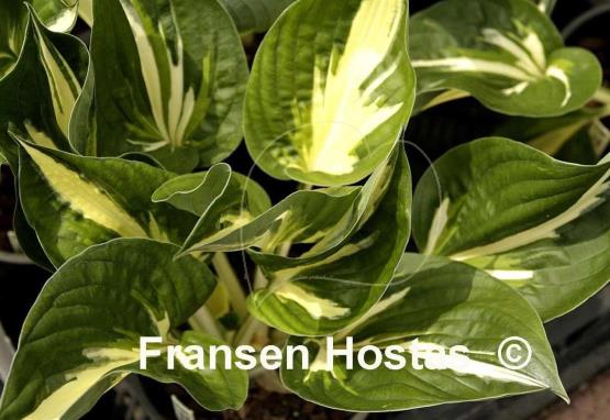 Hosta Clifford's Stingray