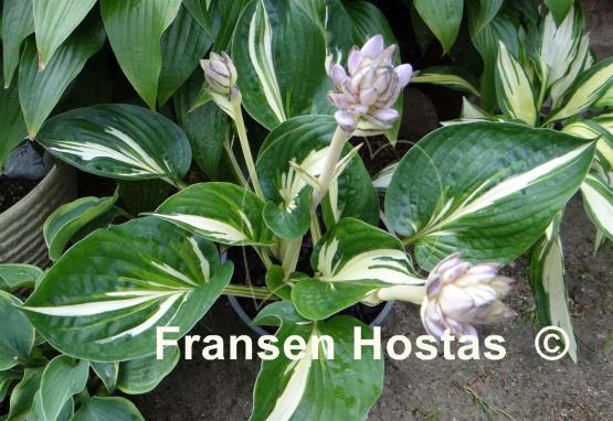 Hosta Clifford's Stingray
