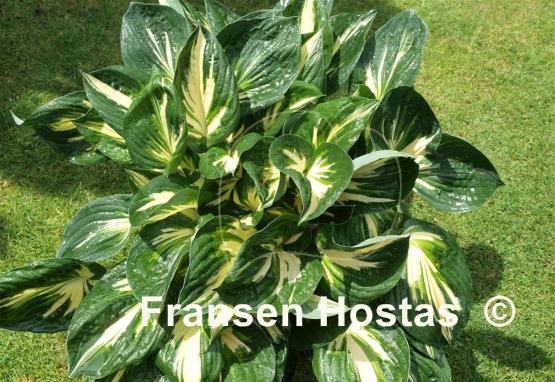 Hosta Clifford's Stingray