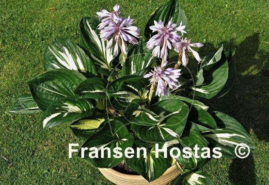 Hosta Clifford's Stingray