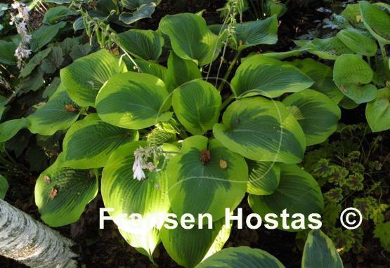 Hosta Climax