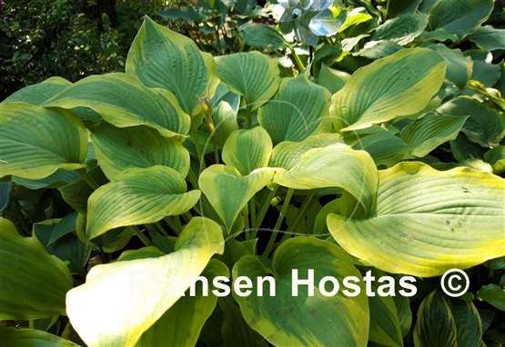 Hosta Climax