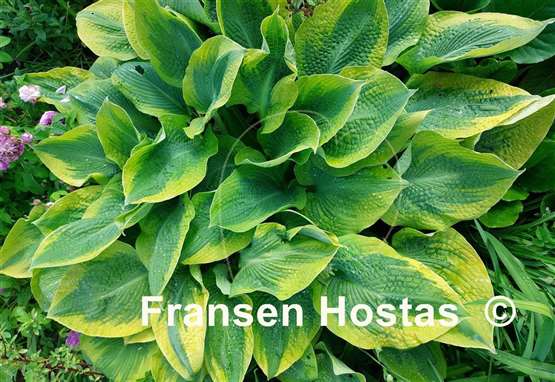 Hosta Climax