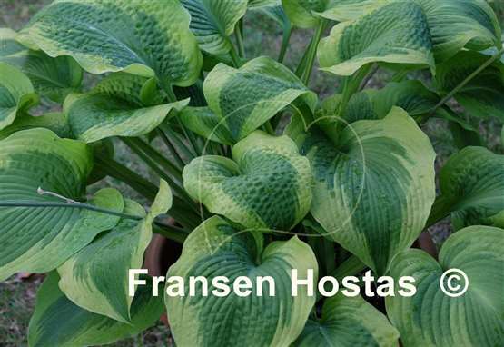 Hosta Climax