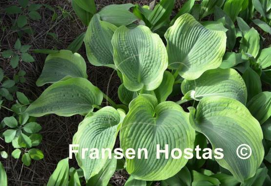 Hosta Climax