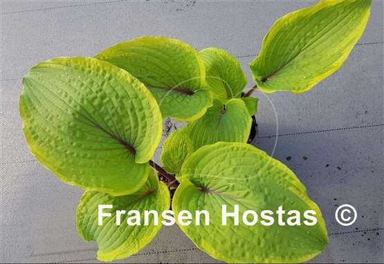 Hosta Close to Perfection