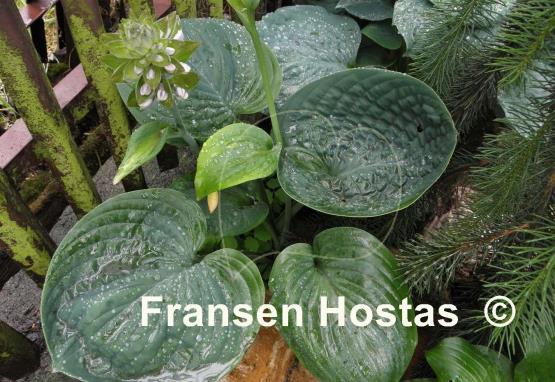 Hosta Cloudburst