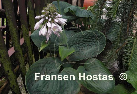 Hosta Cloudburst