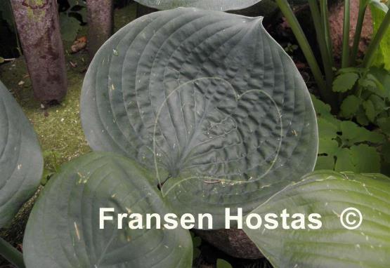 Hosta Cloudburst