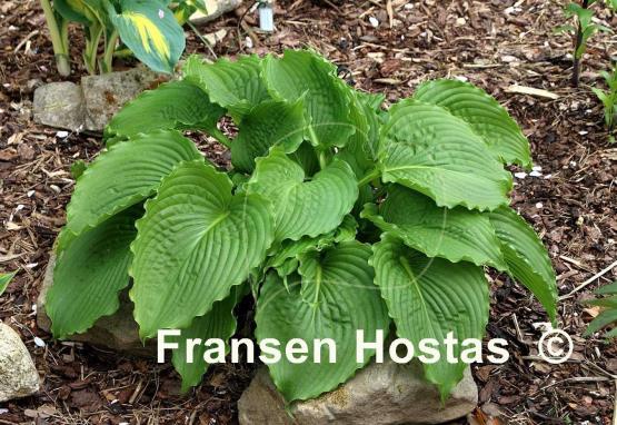 Hosta Clovelly