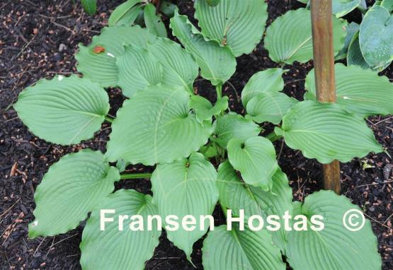 Hosta Clovelly