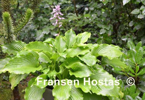 Hosta Clovelly