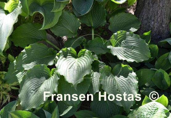 Hosta Clovelly